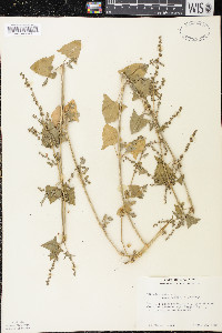 Atriplex prostrata image