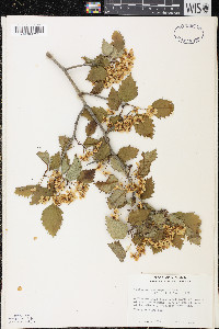 Crataegus macrosperma var. roanensis image