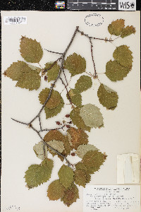 Crataegus coccinea image