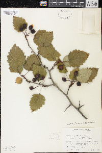 Crataegus holmesiana image