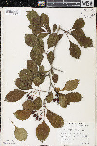 Crataegus punctata image