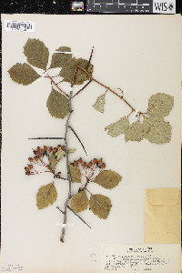 Crataegus succulenta image