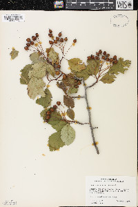 Crataegus succulenta image