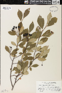 Aronia × prunifolia image