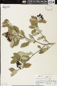 Aronia × prunifolia image