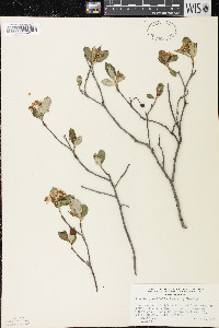 Aronia × prunifolia image