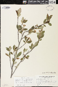 Aronia × prunifolia image