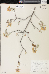 Amelanchier spicata image