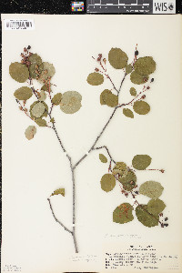 Amelanchier sanguinea image