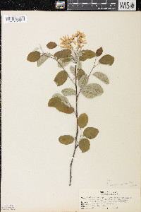 Amelanchier sanguinea image