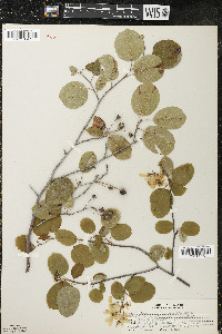 Amelanchier sanguinea image