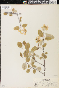 Amelanchier sanguinea image