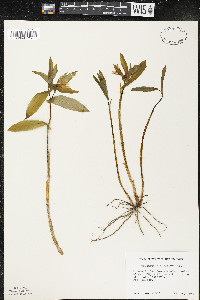 Uvularia grandiflora image