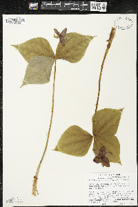 Trillium erectum image