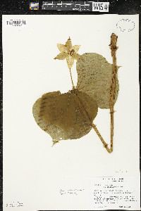 Trillium erectum image