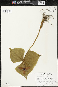 Trillium erectum image