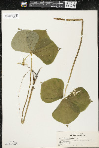Trillium cernuum image