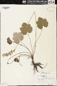 Heuchera richardsonii image