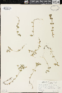Chrysosplenium americanum image