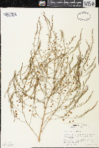 Asparagus officinalis image