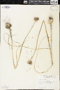 Allium vineale image