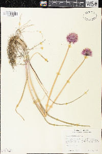 Allium schoenoprasum image