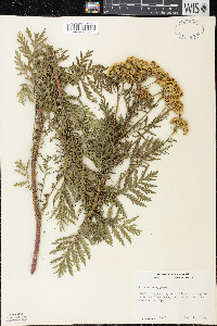 Tanacetum vulgare image