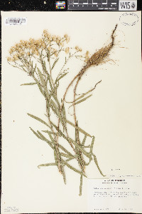 Solidago ptarmicoides image