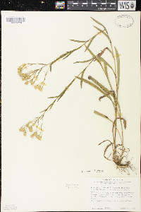 Solidago ptarmicoides image