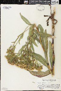 Solidago ohioensis image