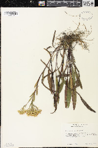 Solidago ohioensis image