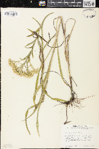 Solidago riddellii image