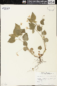 Viola striata image