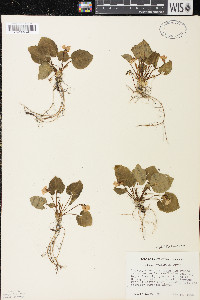 Viola selkirkii image