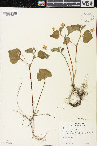 Viola pubescens var. eriocarpa image