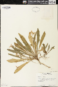 Viola lanceolata image