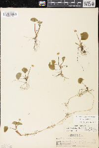 Viola blanda image