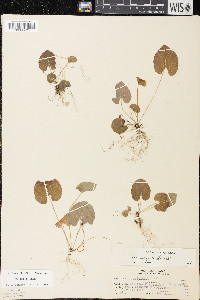 Viola blanda image