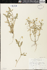 Viola arvensis image