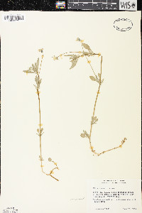 Viola arvensis image