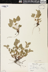 Viola adunca image