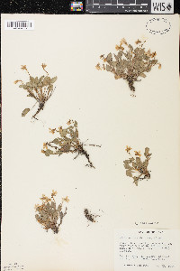 Viola adunca image