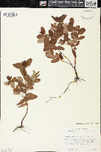 Triadenum virginicum image