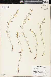 Hypericum canadense image