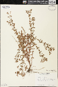 Hypericum boreale image