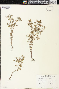 Hypericum boreale image