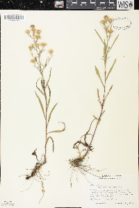 Symphyotrichum pilosum var. pringlei image