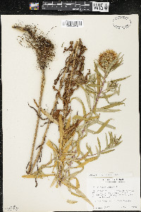 Symphyotrichum novae-angliae image