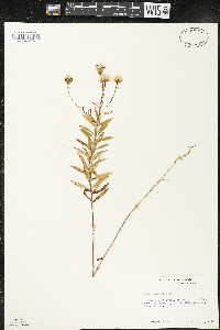 Oclemena nemoralis image