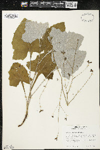 Adenocaulon bicolor image